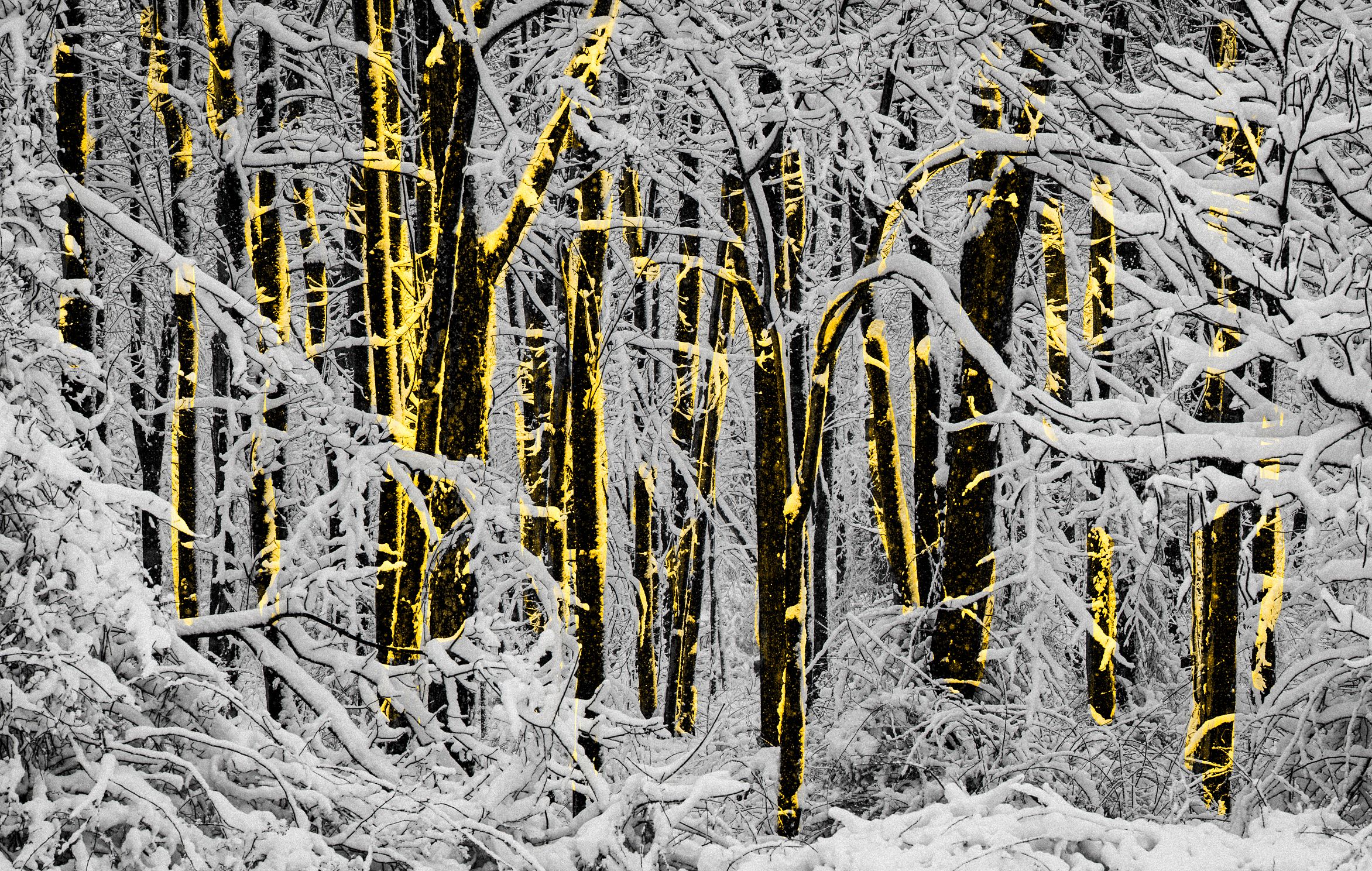 Trees in snow 5.jpg